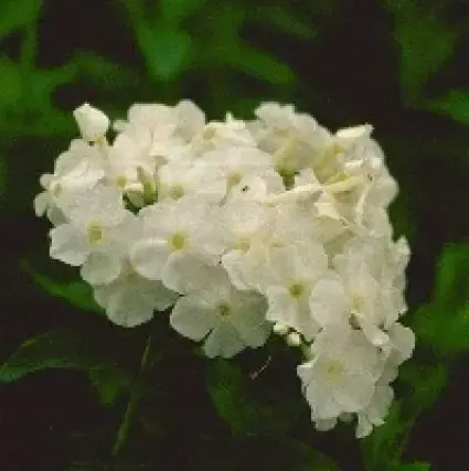 Vlambloem (Phlox paniculata ‘White Admiral‘) - Prijsverlaging