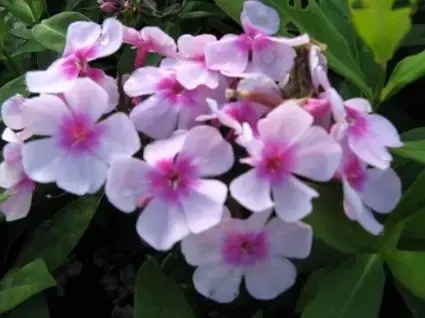 Veilig winkelen - Vlambloem (Phlox paniculata ‘Bright Eyes‘)