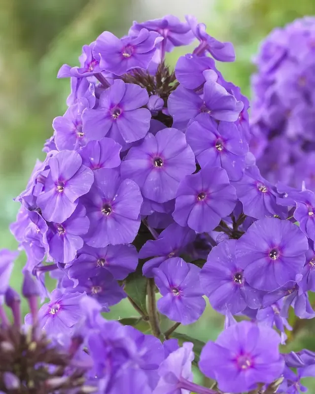 Speciale aanbieding | Vlambloem (Phlox paniculata ‘Amethyst‘)