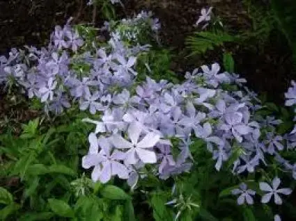 Outlet - Vlambloem (Phlox divaricata ‘Clouds of Perfume‘)