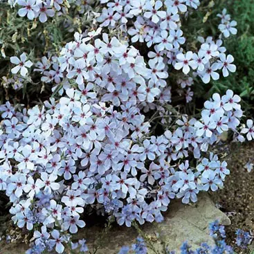Vlambloem (Phlox divaricata ‘Chattahoochee‘) | Gratis retourneren