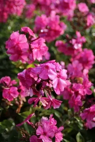 Vlambloem (Phlox paniculata ‘Tenor‘) - Koopje