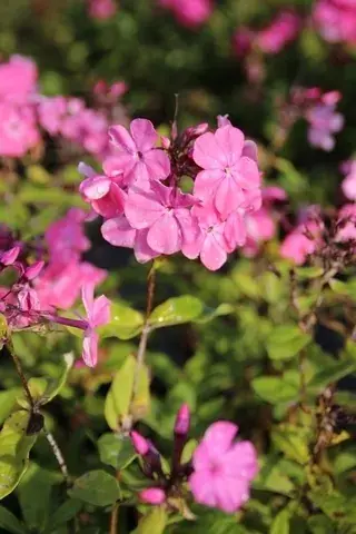 Vlambloem (Phlox paniculata ‘Rijnstroom‘) - Topdeal