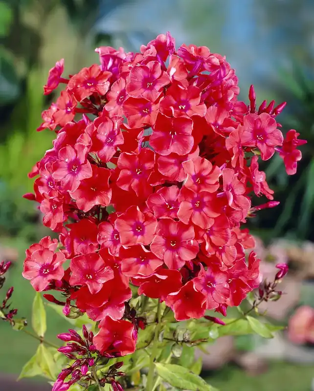 Snelle verzending - Vlambloem (Phlox paniculata ‘Orange Perfection‘)