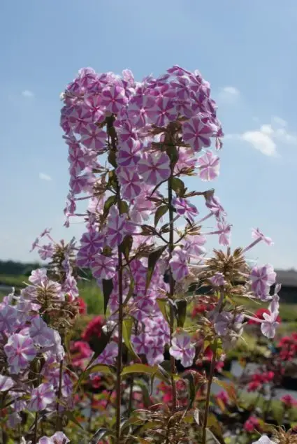 Lage prijs | Vlambloem (Phlox maculata ‘Natascha‘)
