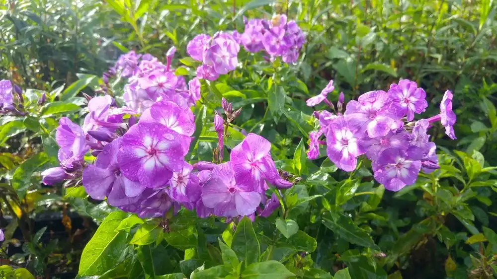 Vlambloem (Phlox paniculata ‘Laura‘) | Eenvoudig retourneren