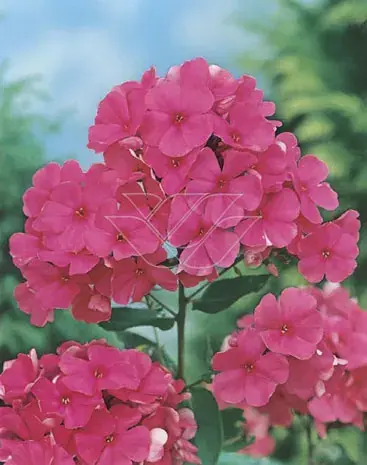 Direct beschikbaar | Vlambloem (Phlox ‘Elisabeth Arden‘)