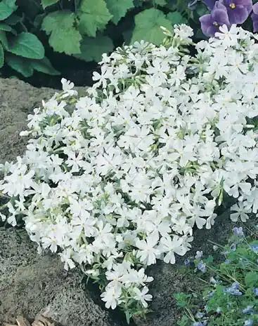 Kruipphlox (Phlox subulata ‘Calvides White‘) - Beperkte voorraad