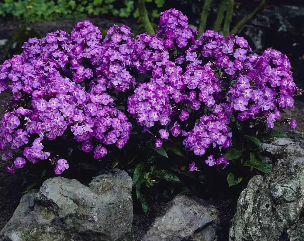 Op = op | Vlambloem (Phlox paniculata ‘Blue Boy‘)