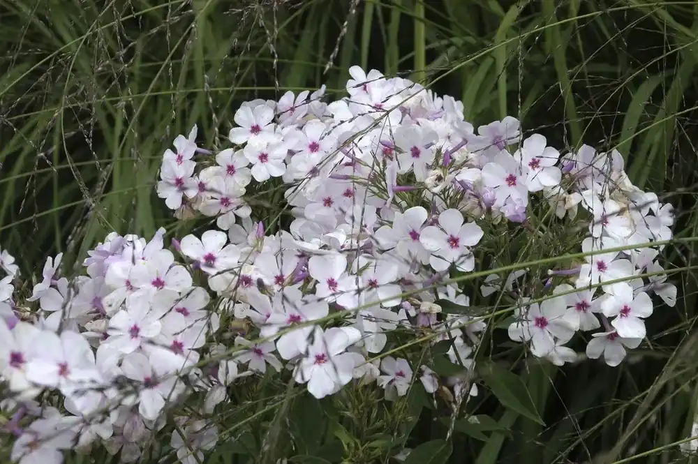 Veel gekozen - Kruipphlox (Phlox subulata ‘Amazing Grace‘)