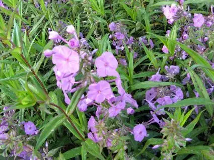 Vlambloem (Phlox maculata ‘Alpha‘) | Goed beoordeeld