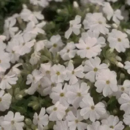 Deal - Kruipphlox (Phlox subulata ‘Maischnee‘)