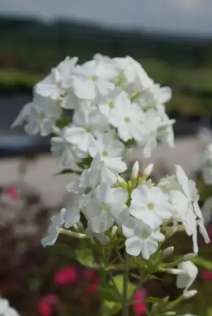 Speciale deal | Vlambloem (Phlox paniculata ‘Fujiyama‘)