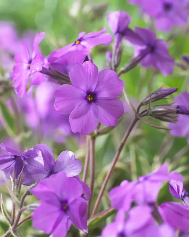 Op = op - Vlambloem (Phlox procumbens ‘Variegata‘)