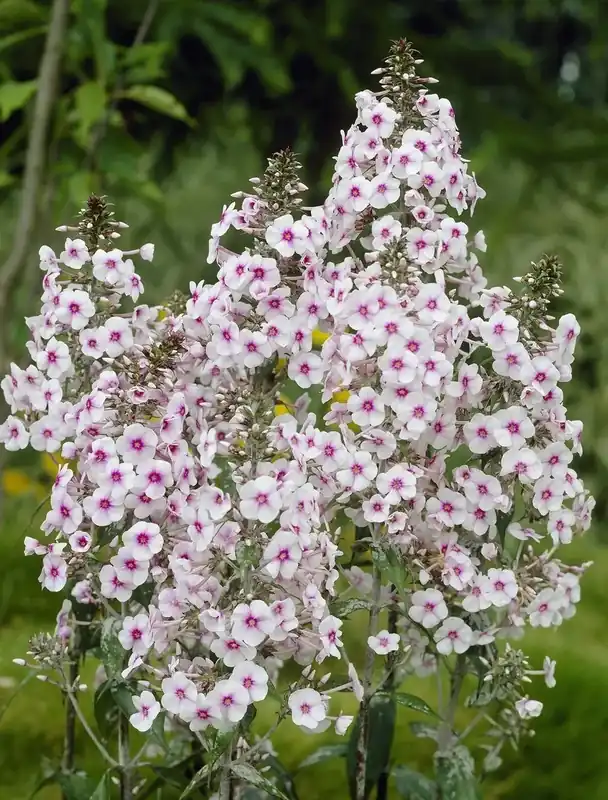Prijsverlaging - Vlambloem (Phlox ‘Delta‘ )