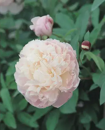 Pioenroos (Paeonia lactiflora ‘Shirley Temple‘) | Nieuwe release