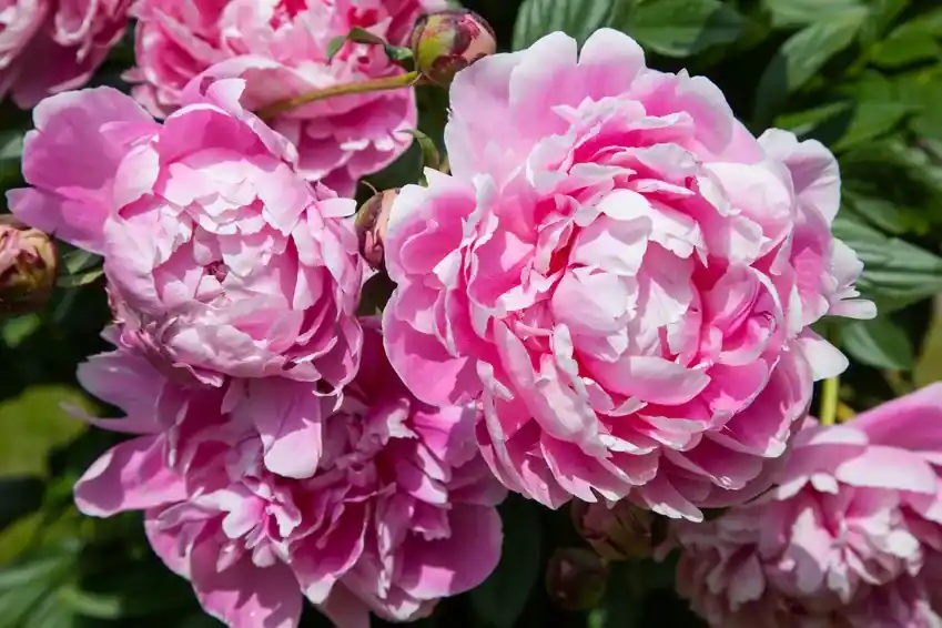 Pioenroos (Paeonia Dr. ‘Alexander Fleming‘) - Zolang de voorraad strekt