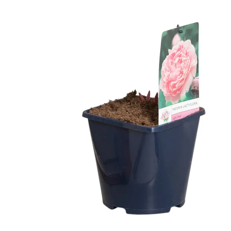 Licht roze Pioenroos ( (Paeonia lactiflora) - Direct beschikbaar