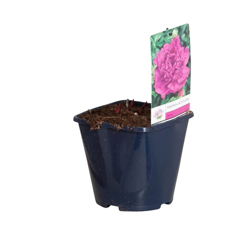Paarse Pioenroos (Paeonia lactiflora) - Trending
