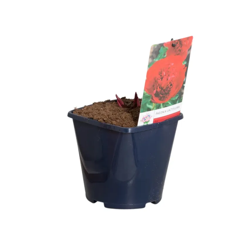 Rode Pioenroos (Paeonia lactiflora) | Aanbieding