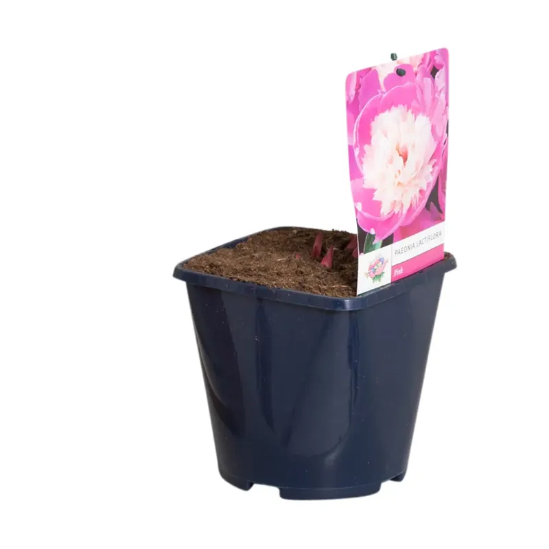 Roze Pioenroos (Paeonia lactiflora) | Bespaar meer
