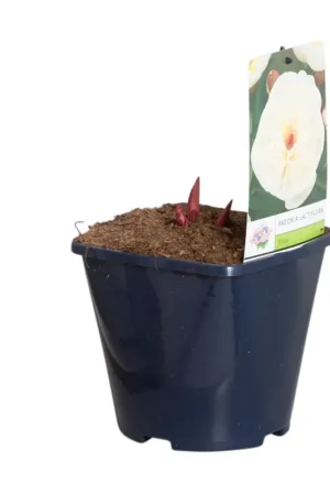 Witte Pioenroos (Paeonia lactiflora) - Bestseller