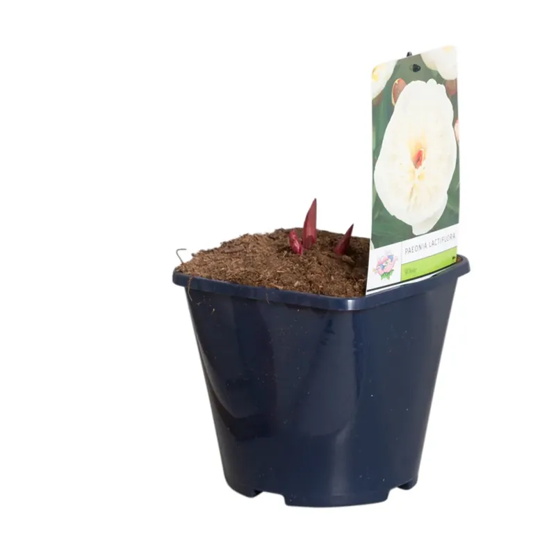 Witte Pioenroos (Paeonia lactiflora) - Bestseller