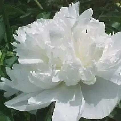 Tuinpioen/Pioenroos (Paeonia ‘Duchesse de Nemours‘) BIO - Premiumkwaliteit