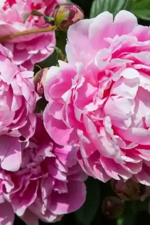 Alleen vandaag - Pioenroos (Paeonia Dr. ‘Alexander Fleming‘) BIO