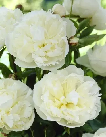 Pioenroos (Paeonia ‘Fabulous Flowers® Wonderful Snow White‘) | Op voorraad