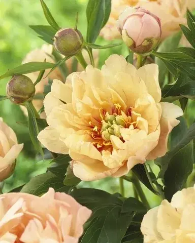 Veilig betalen - Pioenroos (Paeonia Itoh Rich and Sparkling® ‘san Marino‘)