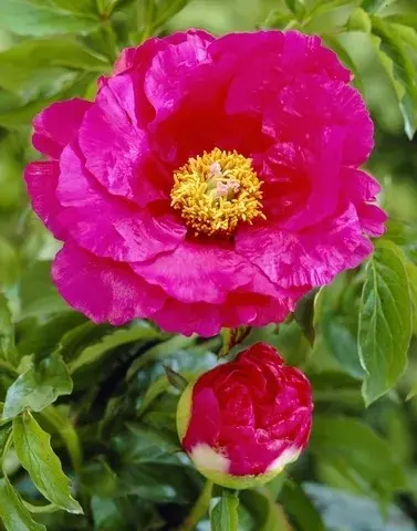 Prijsverlaging - Pioenroos (Paeonia lactiflora Fabulous Flowers® ‘Tempting Hotpink Tiana‘)
