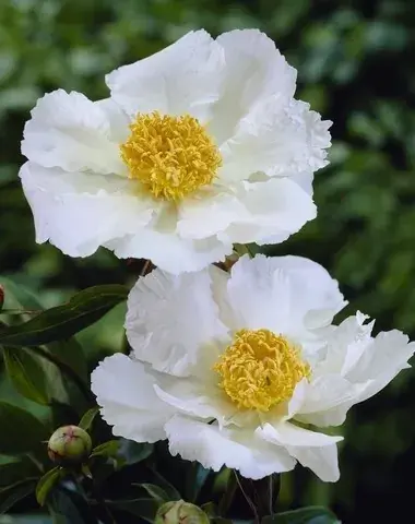 Topkwaliteit | Pioenroos (Paeonia lactiflora Fabulous Flowers® ‘Captivating White Caroline‘)