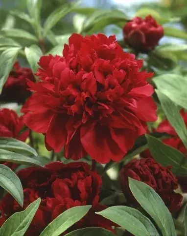 Veel voordeel - Pioenroos (Paeonia lactiflora Fabulous Flowers® ‘Charming Magenta Cinderella‘)