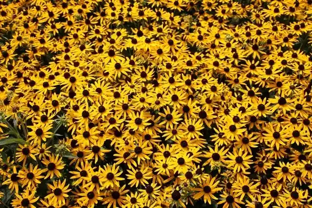 Flitsaanbieding | Zonnehoed (Rudbeckia fulgida ‘Little Goldstar‘)