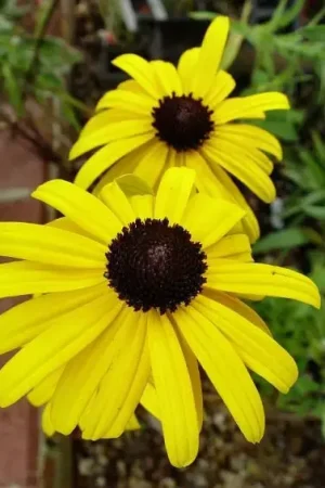 Zonnehoed (Rudbeckia fulgida speciosa) - Populair bij klanten