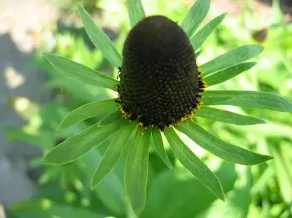 Zonnehoed (Rudbeckia occidentalis ‘Green Wizard‘) | Vanaf nu beschikbaar