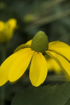 Zonnehoed (Rudbeckia nitida ‘Herbstsonne‘) | Premiumkwaliteit
