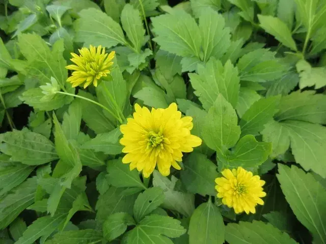 Bestelbaar | Zonnehoed (Rudbeckia laciniata ‘Goldquelle‘)