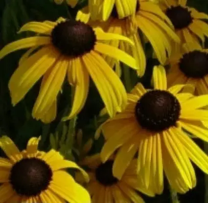 Actieprijs - Zonnehoed (Rudbeckia fulgida deamii)