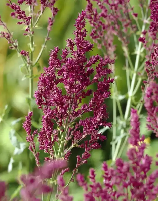 Scherp geprijsd | Salie (Salvia nemorosa ‘Schwellenburg‘)