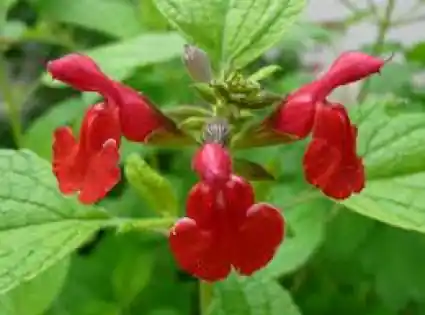 Salie (Salvia microphylla) | Uitverkoop
