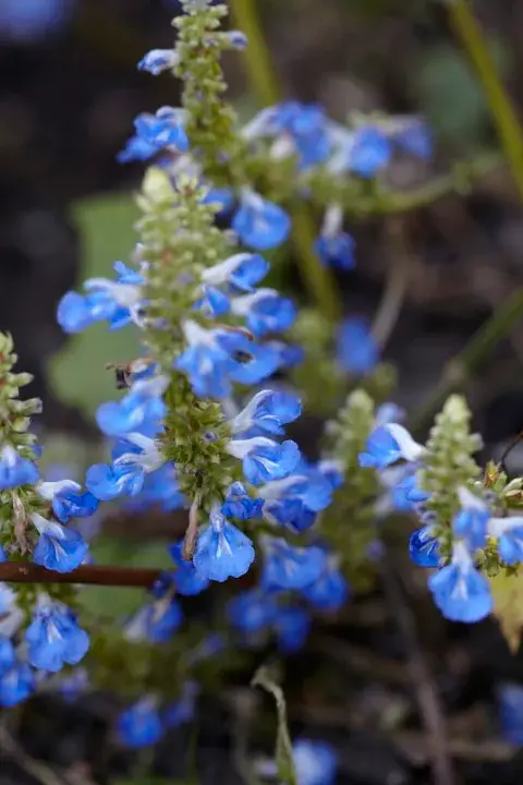 Tijdelijke aanbieding | Salie (Salvia uliginosa)