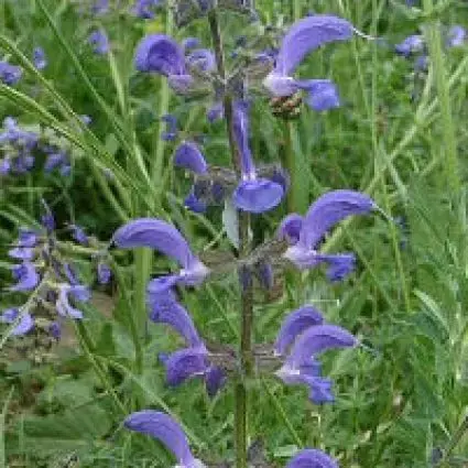Gratis retourneren - Veldsalie (Salvia pratensis)
