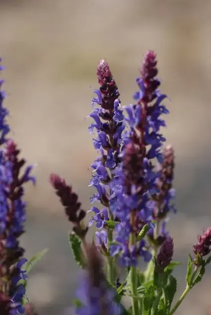 Salie (Salvia nemorosa ‘Blauhugel‘) | Profiteer nu