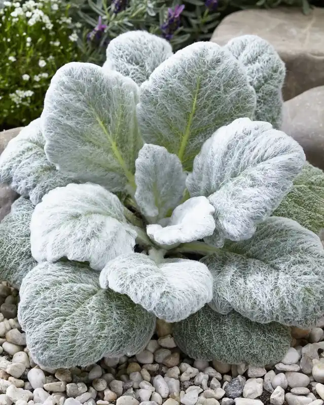 Premiumkwaliteit - Zilversalie (Salvia argentea)