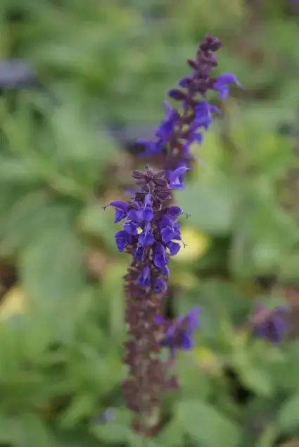 Vanaf nu beschikbaar - Salie (Salvia nemorosa ‘Mainacht‘) BIO