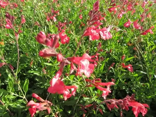 Salie (Salvia greggii ‘Lipstick‘) | Expreslevering