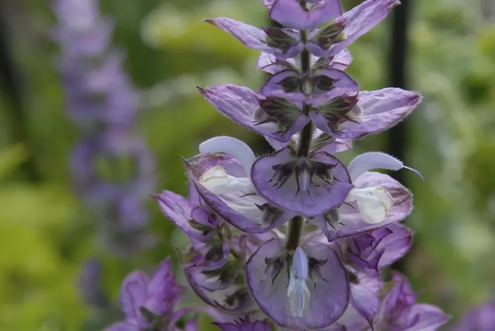 Op voorraad | Salie (Salvia sclarea)