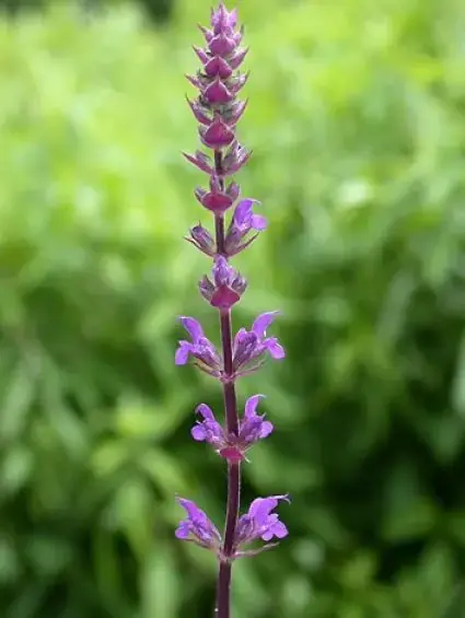 Bijna uitverkocht | Prachtsalie kopen? Salvia Caradonna met groeigarantie
